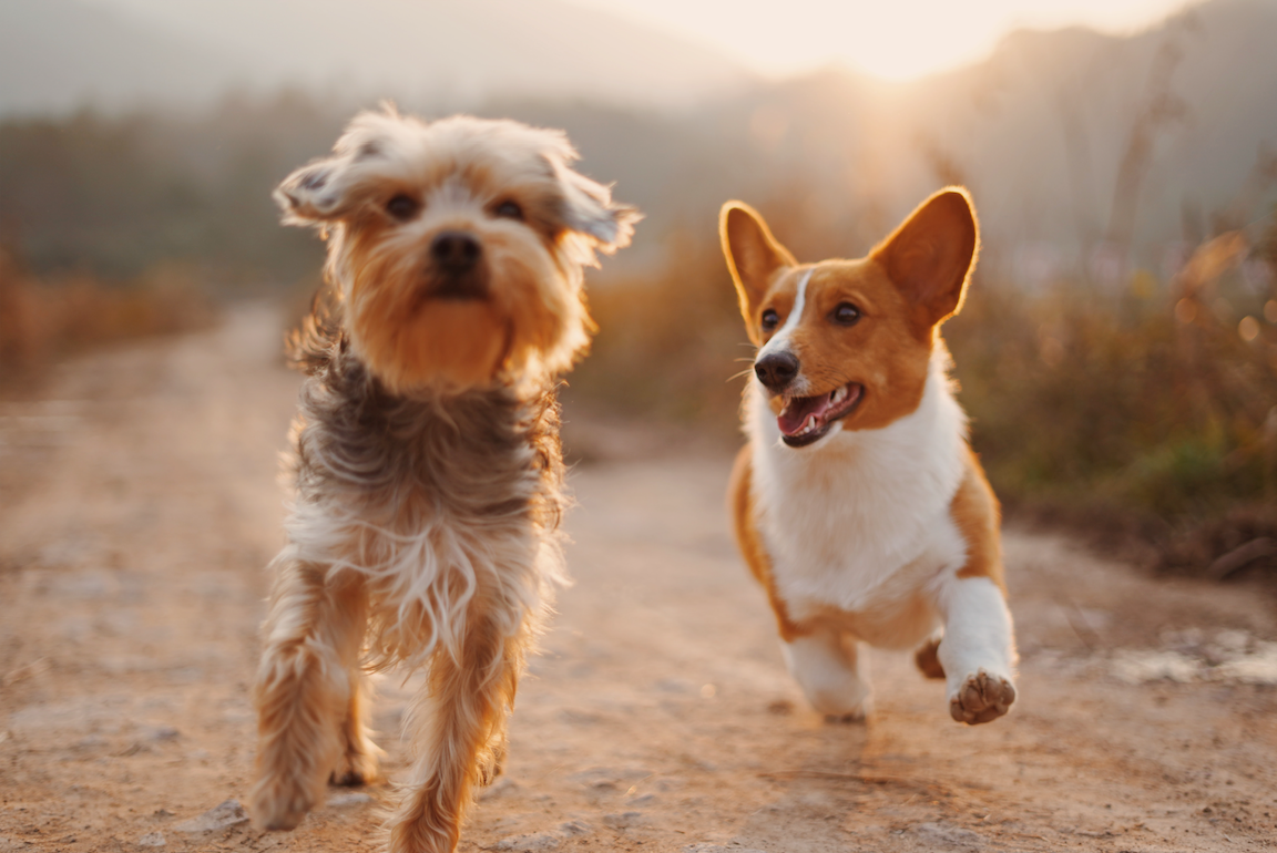 Alkaline water for your pet dogs & cats