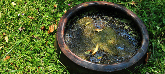 Is Tank Water Safe To Drink In The Zazen Water System?